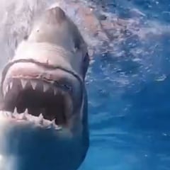 Un tiburón no deja ni rastro de un surfista