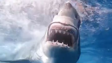 Un tiburón blanco abriendo la boca y enseñando los dientes tras explorar una tabla de surf. En la Isla de Guadalupe (México).
