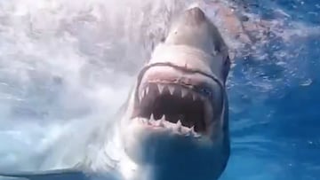 Un tibur&oacute;n blanco abriendo la boca y ense&ntilde;ando los dientes tras explorar una tabla de surf. En la Isla de Guadalupe (M&eacute;xico).