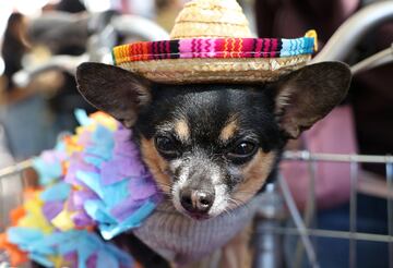 Tompkins Square Park es un parque de cuatro hectáreas del East Side de Manhattan en Nueva York donde se han reunido numerosos perros disfrazados para Halloween.