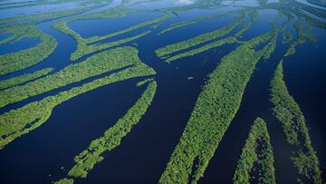 Bosque inundado, archipiélago de Anavilhanas, Río Negro. Amazonia, Brasil.
