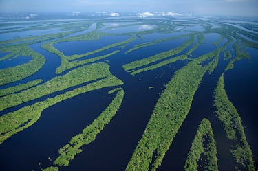 Bosque inundado, archipiélago de Anavilhanas, Río Negro. Amazonia, Brasil.