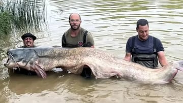 Pescan en el Ebro un siluro de casi 3 metros y 130 kilos: “No daba crédito, el pez de mi vida”