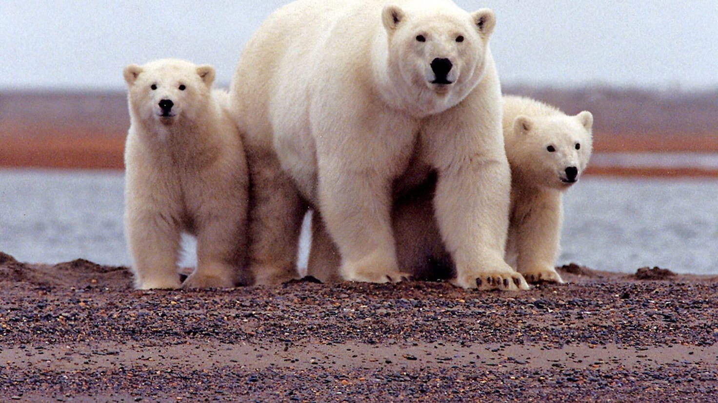 Animals to watch out for when hiking in Alaska