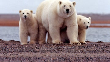 Animals to watch out for when hiking in Alaska