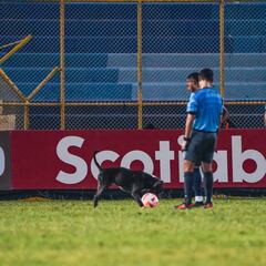 Un perro se roba la fiesta de Alianza ante Philadelphia en Concacaf Champions League