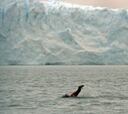 Natación de Invierno en el glaciar Perito Moreno