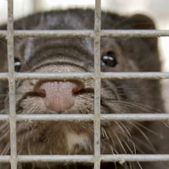 Un estudio prueba por primera vez la transmisión de la COVID-19 de visones a humanos