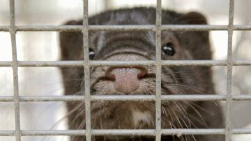 Un visón en su jaula en una granja de producción de piel de visón. EFE/Lavandeira jr/ Archivo