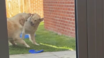 Instagram (lucythegoldenretriever_)