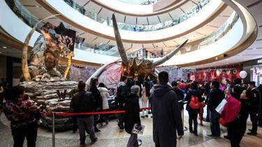 El increíble expositor de Warcraft