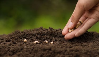 De baño de flores a limpieza energética: los rituales para recibir el equinoccio de primavera en México este 2025