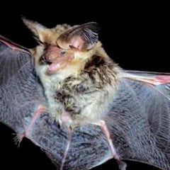 La inteligencia artificial predice dónde puede surgir un nuevo coronavirus en los animales