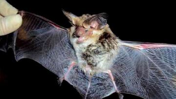 La inteligencia artificial predice dónde puede surgir un nuevo coronavirus en los animales