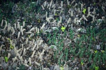 La afición de fiesta por la campaña de Nacional