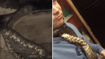 Una serpiente comiéndose a sí misma se hace viral y desata las críticas. Imagen: YouTube