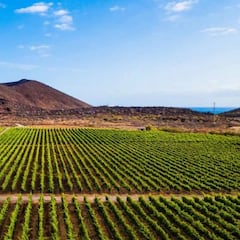 Ni plátanos ni turismo: el producto que exporta Canarias y ha triplicado sus ventas