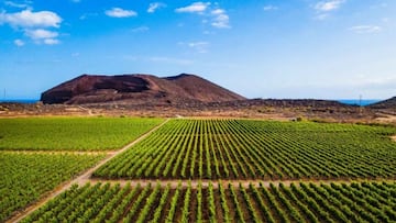 Ni plátanos ni turismo: el producto que exporta Canarias y ha triplicado sus ventas