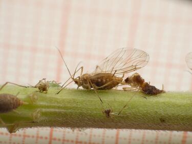 Adiós al cordyceps de ‘The Last of Us’: este hongo infeccioso tiene un comportamiento más letal