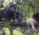 Un grupo de chimpancés acaba con la vida de una cría albina