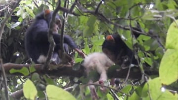 Un grupo de chimpanc¨¦s acaba con la vida de una cr¨ªa albina
