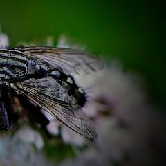 Alarma por la mosca negra en España