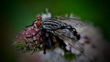 Alarma por la mosca negra en Espa?a