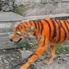 "No es gracioso, es maltrato": se buscan los culpables de pintar a un perro como un tigre