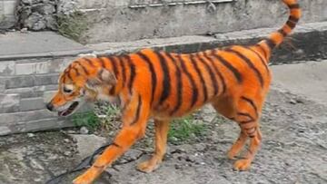 "No es gracioso, es maltrato": se buscan los culpables de pintar a un perro como un tigre