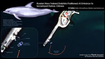 russian navy dolphins