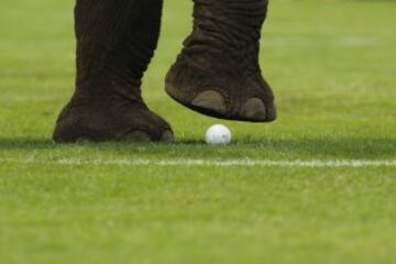 Las imágenes más curiosas del Torneo de Polo con elefantes