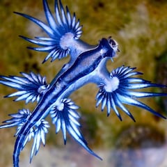 Dragones azules, el inédito avistamiento en las playas durante el confinamiento