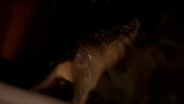 Alligator strikes people in wild attack after Milton’s floods