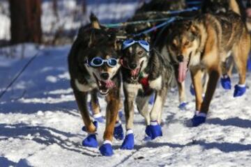 Después del acto ceremonial, ayer comenzó la primera etapa de la carrera de trineos con perros en Willow, Alaska. El viaje será de un total de 1.609 kilómetros.