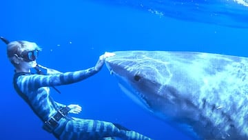 Ocean Ramsey tocando la nariz de un tibur¨®n