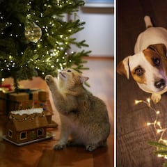 Los mejores consejos para evitar que las mascotas tiren el árbol de Navidad este 2024
