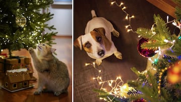 Los mejores consejos para evitar que las mascotas tiren el árbol de Navidad este 2024