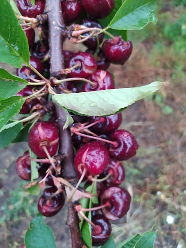 El desastre de la campa?a de cerezas del Valle del Jerte causa p¨¦rdidas de 80 millones de euros