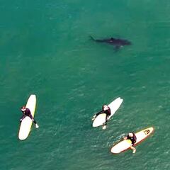 Graban el comportamiento más habitual de un tiburón entre surfistas