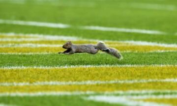 En la foto, el nuevo Running Back de los Green Bay Packers, Alvin. Tras cortar a Knile Davis, los de Green Bay se decidieron por este peque?o corredor roedor, que dio un tiempo espectacular en la prueba de las 60 yardas. Lamentablemente, es posible que le corten tambi¨¦n ya que no es capaz de correr con el bal¨®n, con lo que su utilidad se resiente bastante.