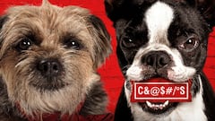 Los perros de la comedia ‘Vida Perra’ comen lo que no debían y acaban viendo las estrellas