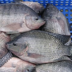 Estos son los tres pescados menos recomendables para comprar en el supermercado: hablan los expertos