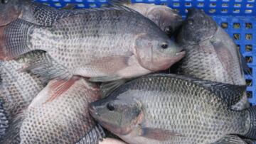 Estos son los tres pescados menos recomendables para comprar en el supermercado: hablan los expertos