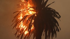 Wildfire erupts in the Hollywood Hills, prompting urgent evacuation orders