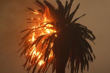 Una de las estampas californianas por excelencia, una palmera, sufre los embates del fuego en Los Ángeles.