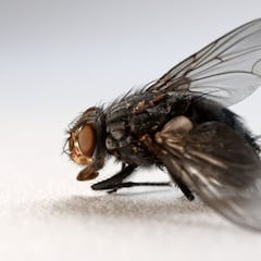 La razón por la que las moscas vomitan en la comida cuando se posan en ella