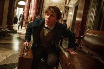 Newt Scamander.