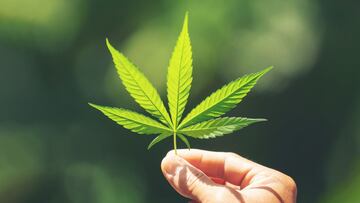 Publica SCJN sentencia que despenaliza el uso lúdico y recreativo de la marihuana
