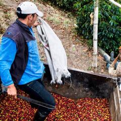 Coronavirus en Colombia: ¿está en riesgo el sector del café?