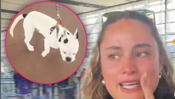 Llegó al aeropuerto de Santiago junto a su perro, y comenzó la peor historia de su vida: “Me dijeron que lo abandonara”